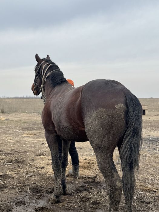 Айғыр,ат,лошадь,жеребцы