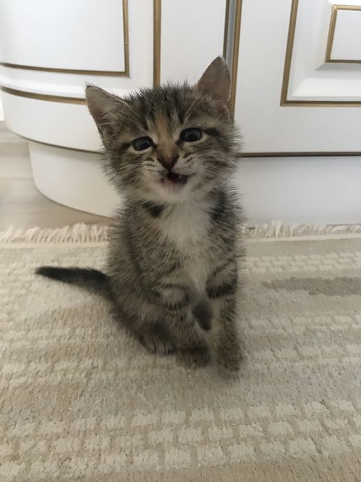 Котик в добрые руки