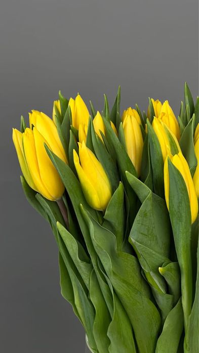 звоните 24/7 ТЮЛЬПАНЫ Алматы