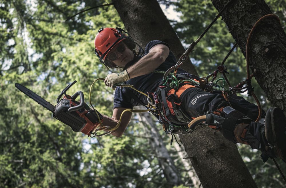 Yer xaydash dарахт кесиш