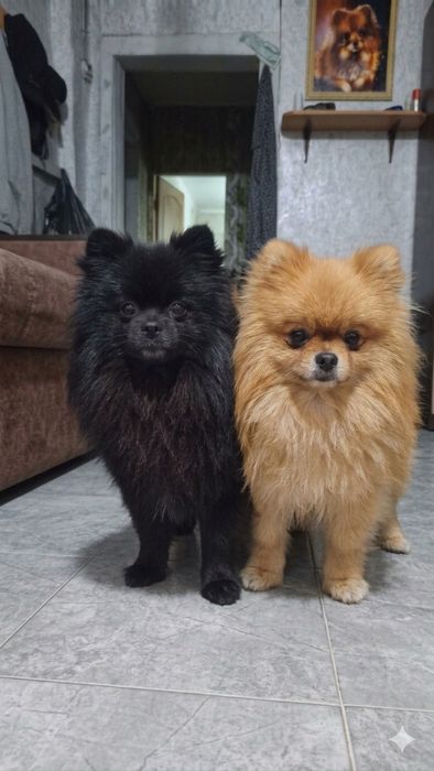 Мальчишки шпицы 1,5 года