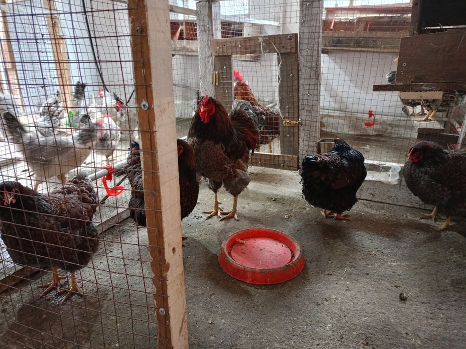 Продается Виандот