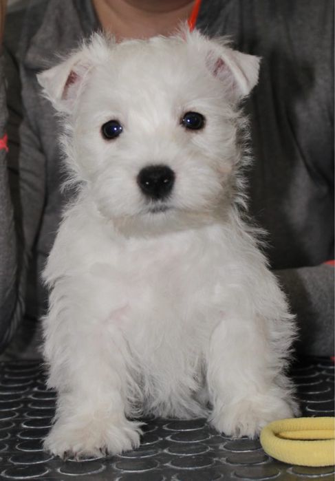 Вест Хайленд Вайт терьер