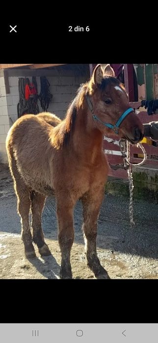 Vând mânz de 6 luni.