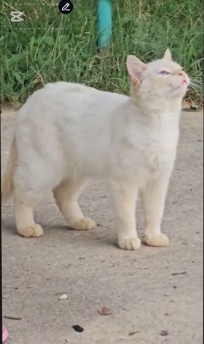 Кот в добрые ответственные руки