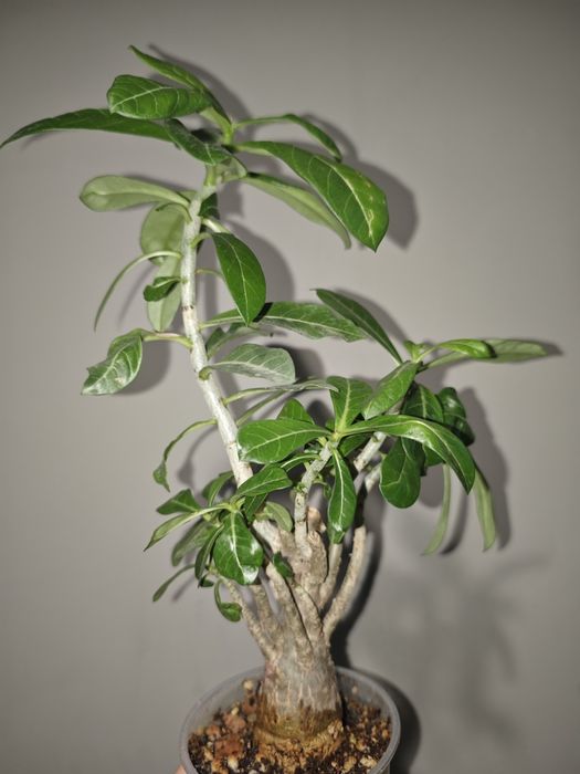 Адениумы взрослые