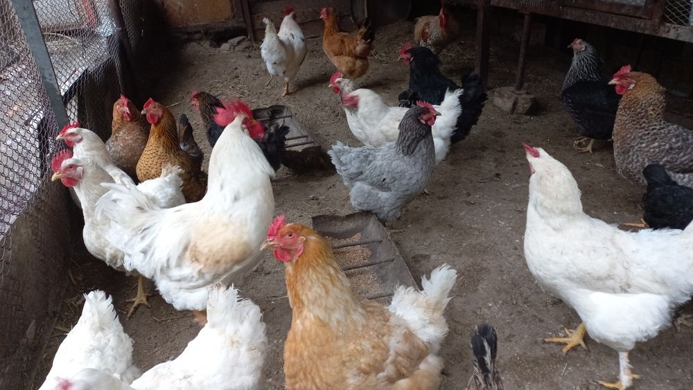 Продаются домашние яйца. Домашний тухум сотилади.