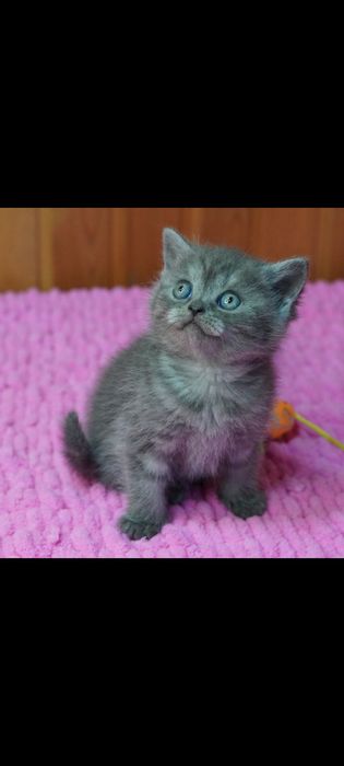 Британцы 1 месяц..Приученны.