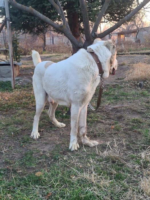 Продам алабай кабель