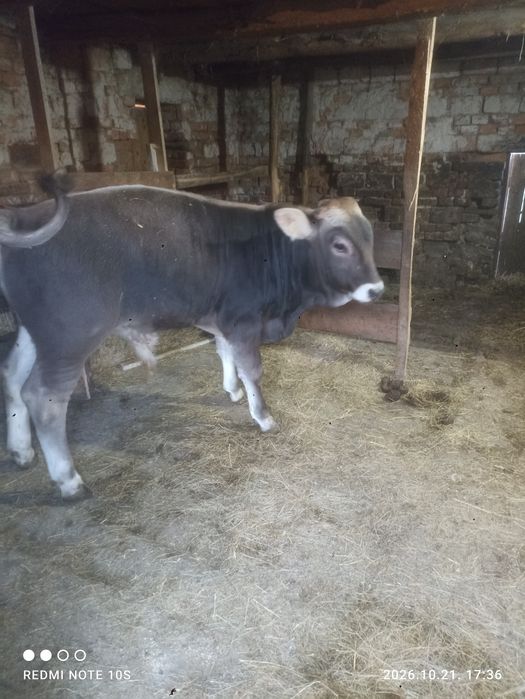 Brunā de maramures cu vitel