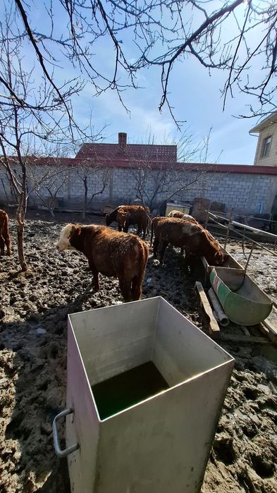 Бычки белоголовые