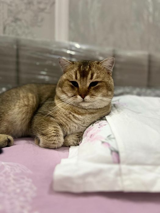 Папа Шотландский вислоухий фолд 
Мама Британский страйт