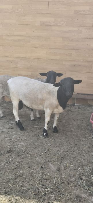 Vând familie Dorper