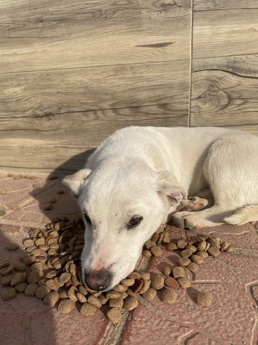 Кученце си търси любящ дом