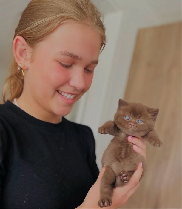Британские шоколадные котятат