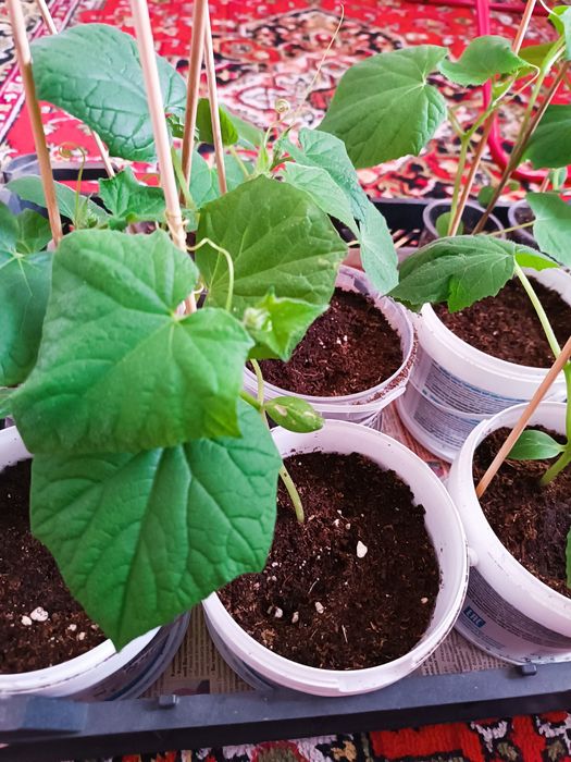 Продам рассаду огурцов