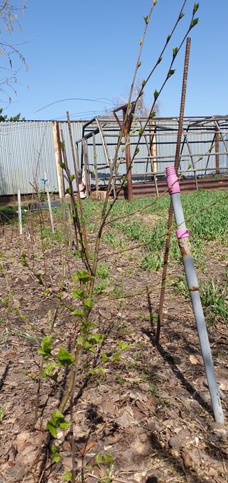 Продам саженцы березы, дуба