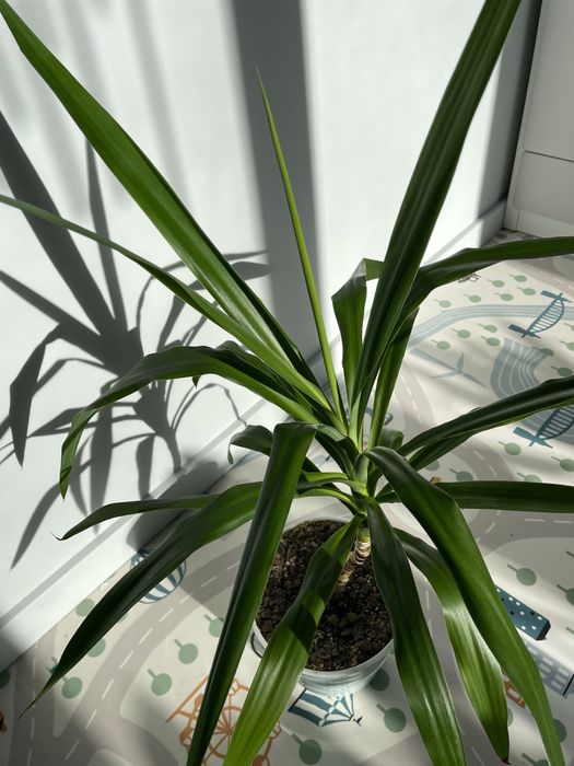 Пальма комнатное растение