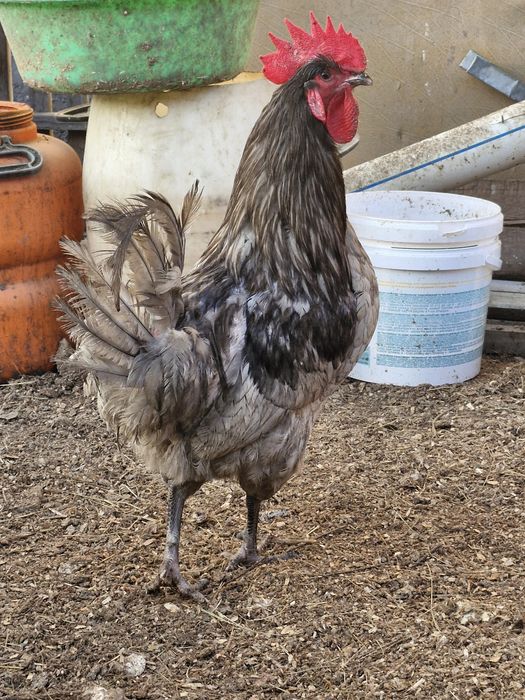 Продам петухов джерсиский гигант