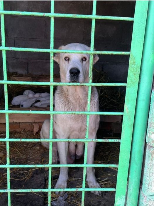 Продам щенка алабая