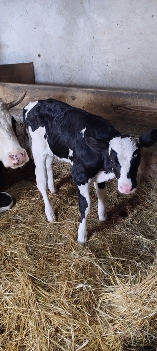 Vând vițel bălțat