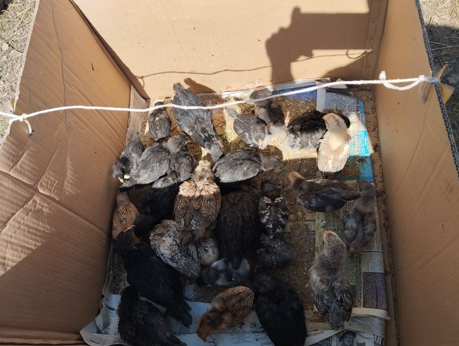 Домашние цыплята