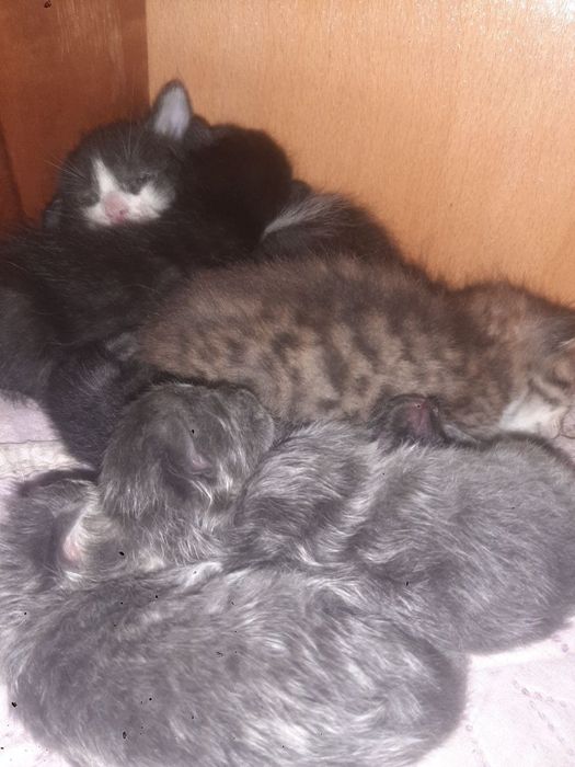 Болажонла уз уйини кидирмокда