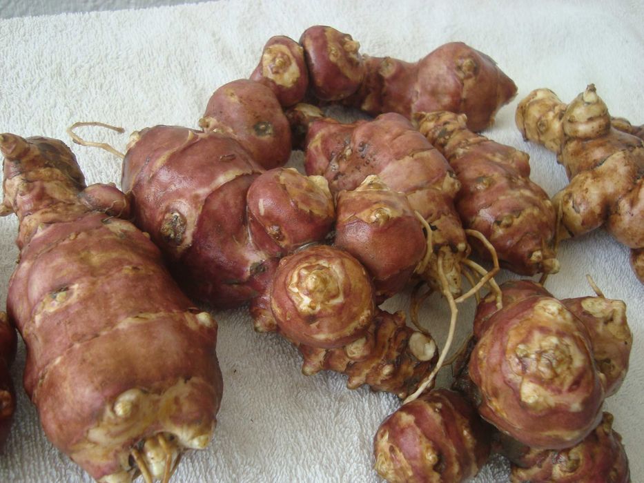 Земна ябълка, гулия (Helianthus tuberosus)