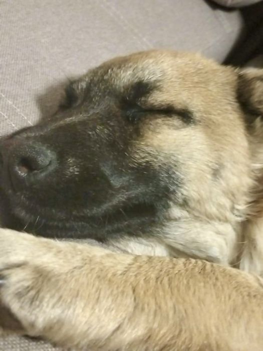 Отдам щенка, девочка