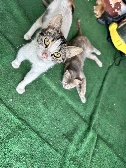 Подарявам котки