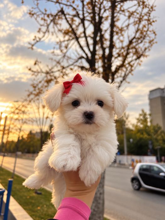 Bichon maltez talie mica