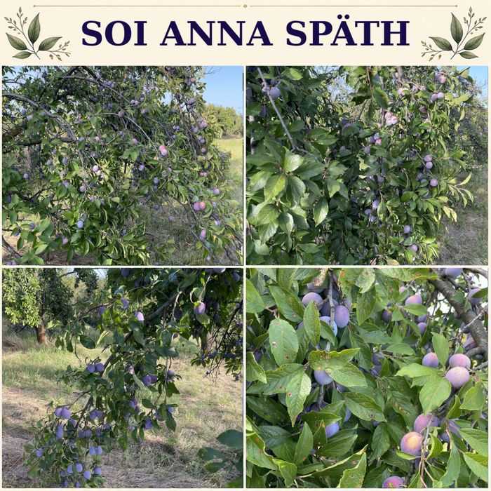 Prune de vânzare