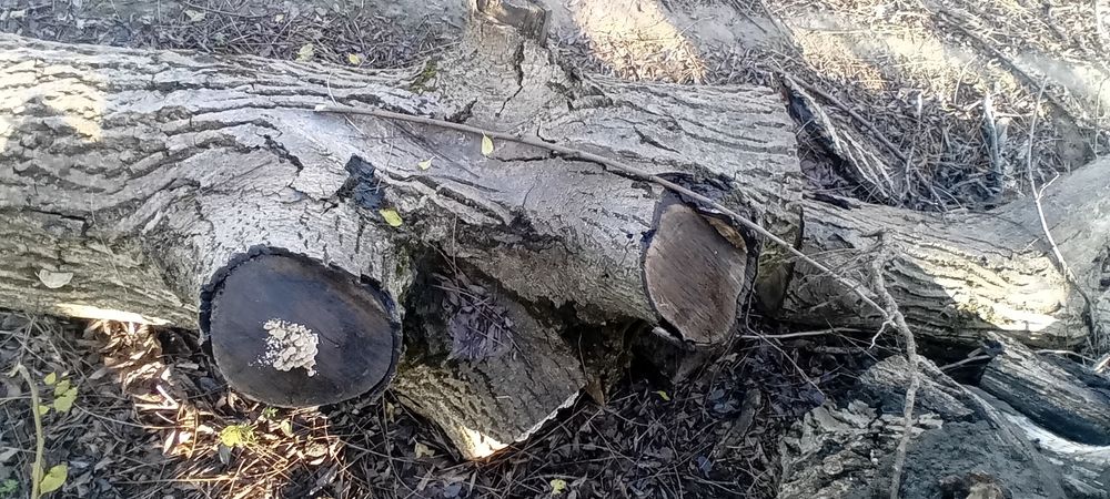 Lemn de nuc tăiat în toamnă