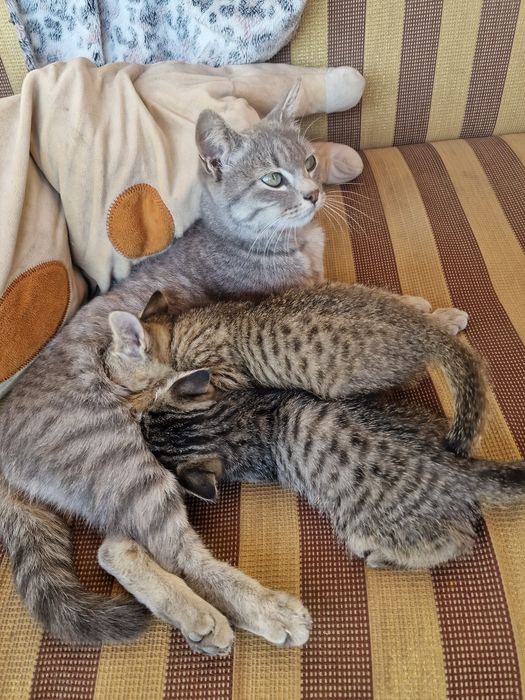 Кошка с котятами