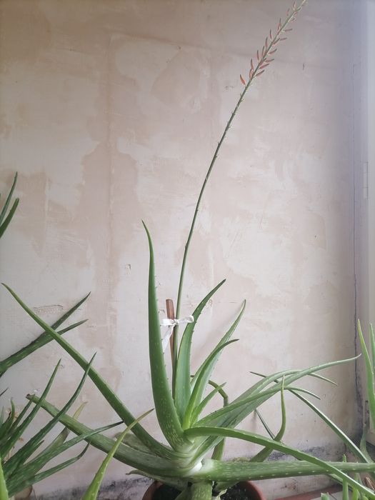 Aloe Vera, plantă miraculoasă, fiind numită și PLANTA NEMURIRII.