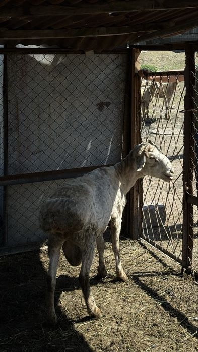 Продам Большого Кочкара