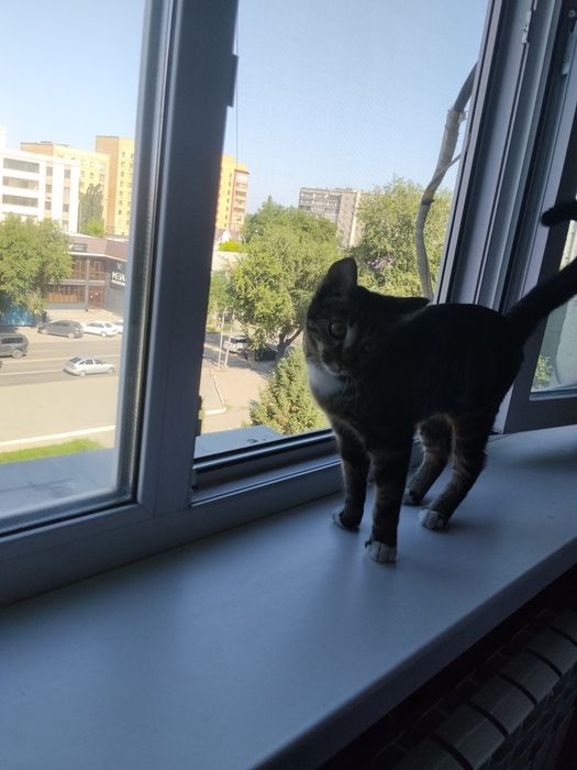 Кошка 5 месяцев.