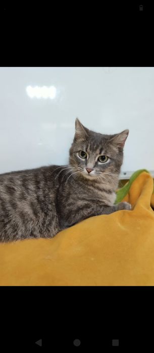 Кошечка в добрые руки