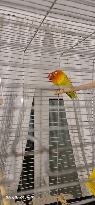 Papagali agapornis 250 lei perechea.