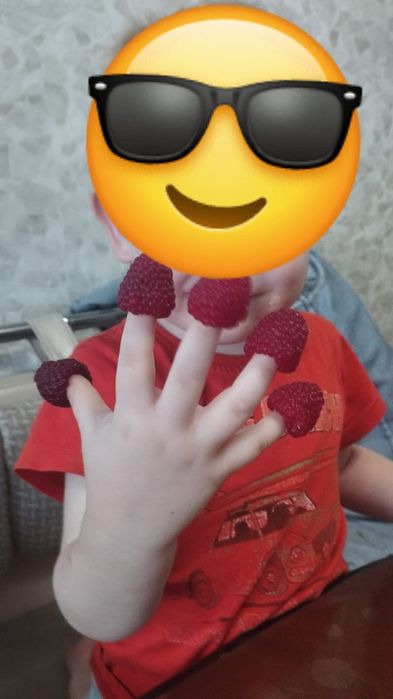 Малина ремонтантная