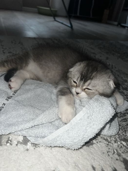 СРОЧНО! Плюшевый Кот! Скотиш фолд