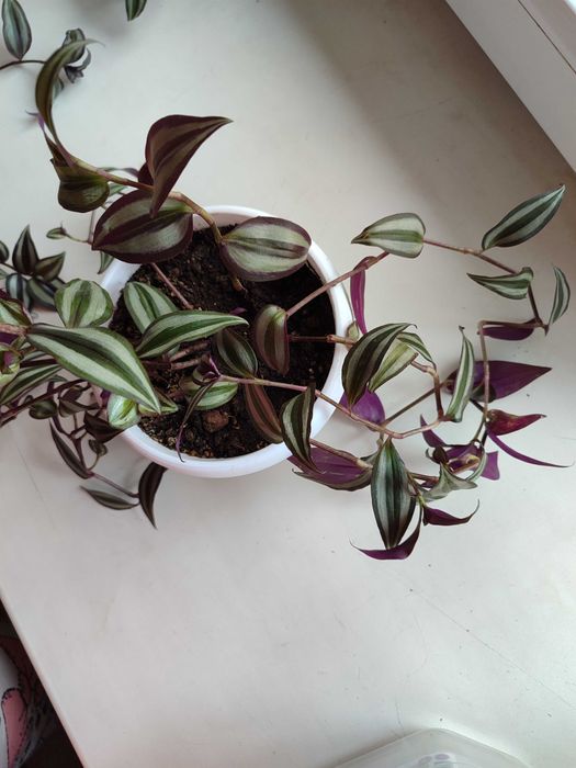 Традесканция полосатая