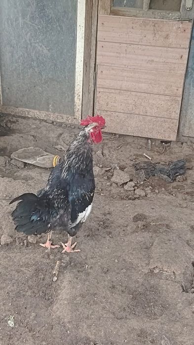 Продам инкубационные яйца домашних кур