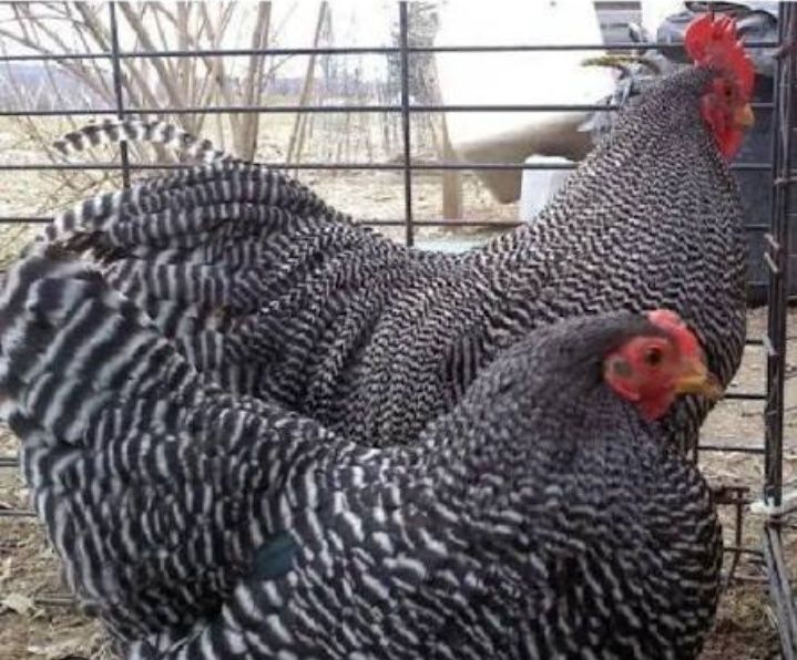 Продам инкубационные яйца