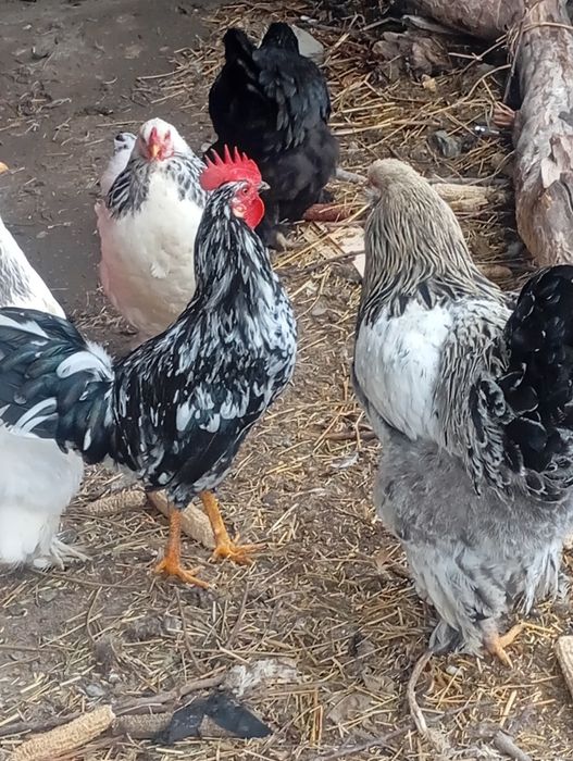 Bravma tovuqlar va xurozlar