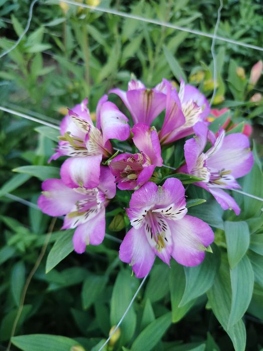 Альстромерия саженцы