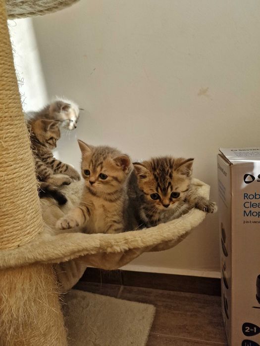 Британски котета - коте