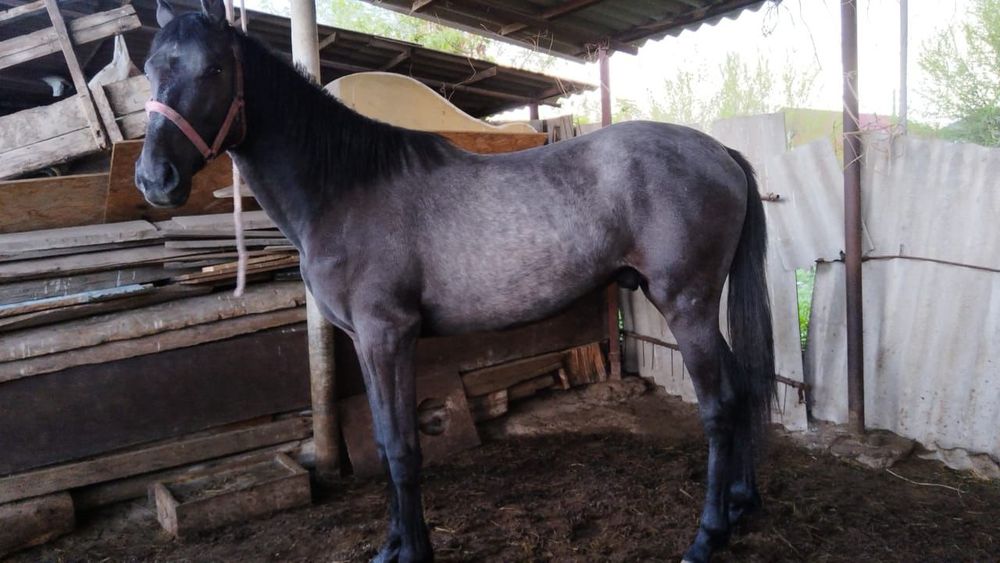 Құнан сатылады бәйге