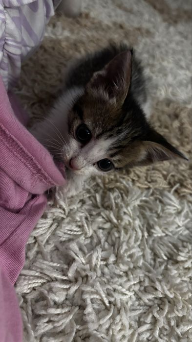 Отдам котёнка бесплатно
