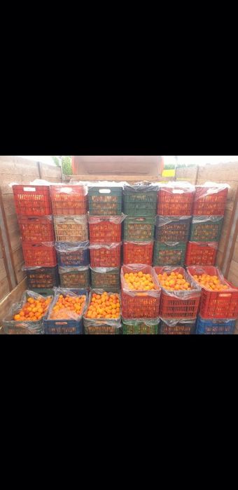 Caise Aromate pentru Distilate Artizanale de Excepție